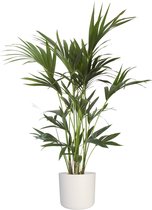 Kamerplant van Botanicly – Kentiapalm incl. witte cilindrische sierpot als set – Hoogte: 110 cm – Howea forsteriana Kentia