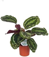 Kamerplant van Botanicly – Marantaceae – Hoogte: 60 cm – Calathea Medaillon