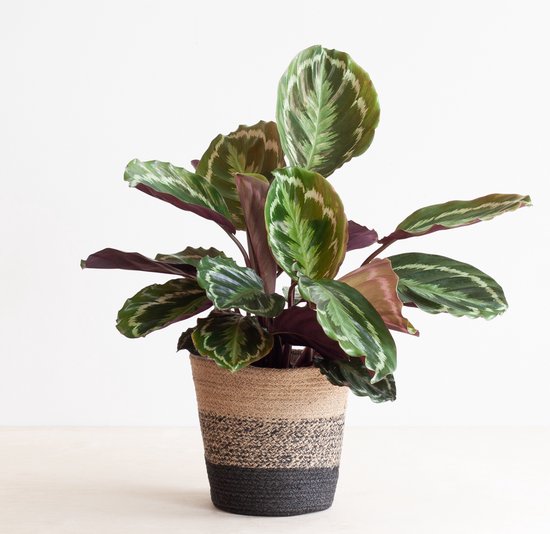 Calathea Compactstar en pot d'ornement Liam Green - plante d'intérieur  purificatrice