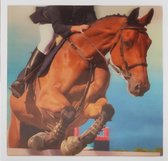 Depesche - 3D wenskaart met paard, zonder tekst - 034