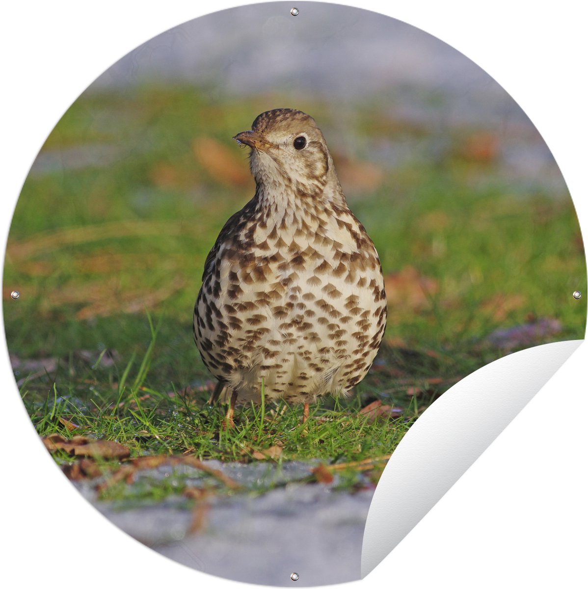 Affiche de jardin ronde Grande grive Grande grive avec sa belle peau en pointillé...