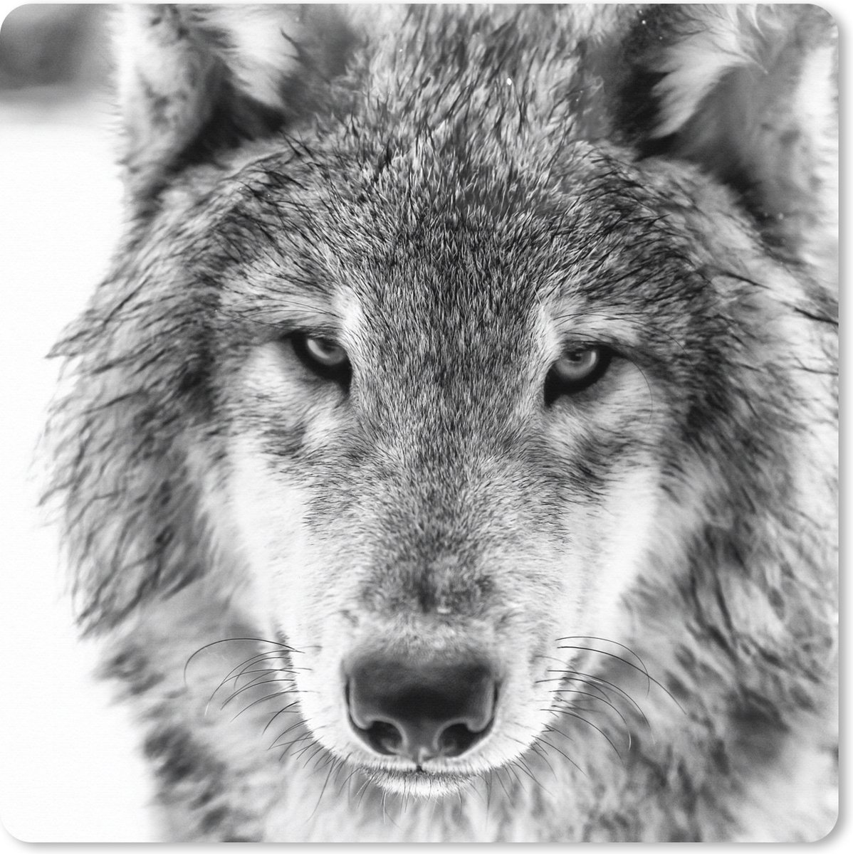 Muismat XXL 60x60 cm - Bureau onderlegger - Bureau mat Dierenprofiel wolf in zwart-wit - Bureaumat - Gaming mousepad xl - Bureaulegger groot - Computer deskmat