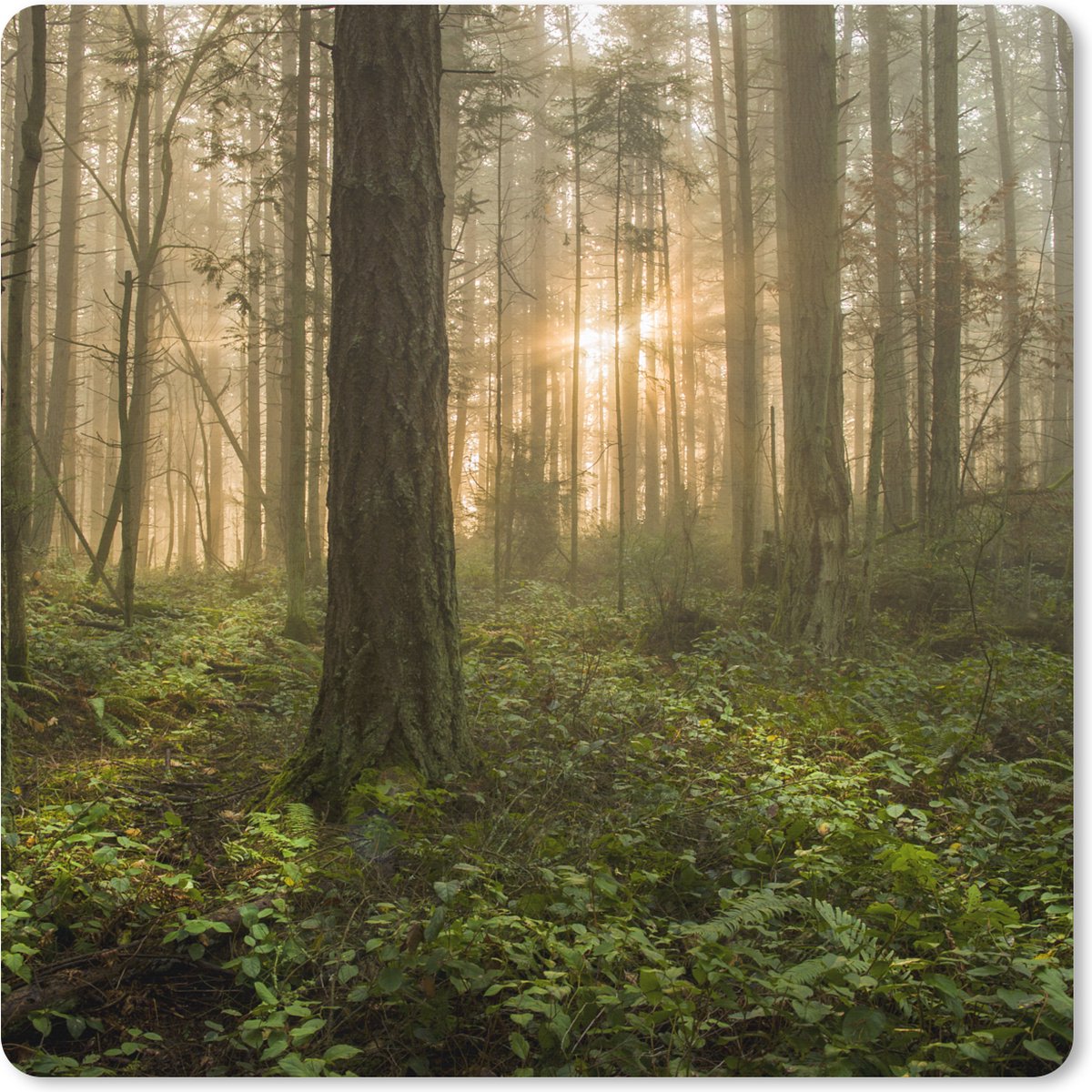 Muismat XXL 80x80 cm - Bureau onderlegger - Bureau mat Bos - Zon - Licht - Bureaumat - Gaming mousepad xl - Bureaulegger groot - Computer deskmat