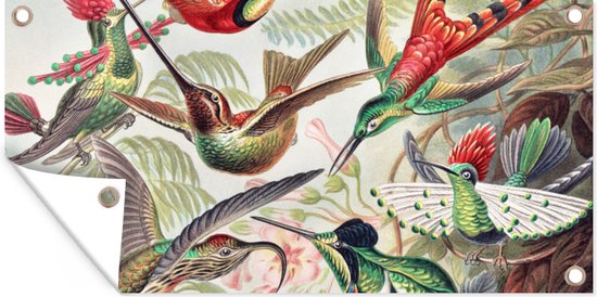 Tuin - Dieren - Kunst - Kolibrie - Ernst Haeckel - Tuinposter - Vogel - Schuttingdoek - 80x40 cm - Vintage - Vogels - Muurdecoratie - Tuindoek - Buitenposter