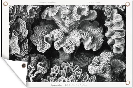 Tuinposter - Koraal - Kunst - Vintage - Tuin - Ernst Haeckel - 60x40 cm - Tuindoek - Tuindecoratie