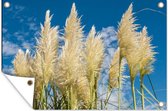 Tuinposter - Pampas - Pampasgras pluimen - Plant - Lucht - Blauw - 60x40 cm - Tuinposters - Tuin - Muurdecoratie - Tuindecoratie - Tuindoek - Buitenposter