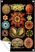 Tuinposter - Dieren - Kunst - Zeedier - Ernst Haeckel - Tuin - 120x180 cm - Tuindoek - Tuindecoratie