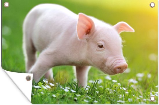 Tuinposter biggetje