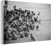 Glasschilderij - Een grote groep duiven op straat - zwart wit - 60x40 cm - Acrylglas Schilderijen - Foto op Glas tweedehands  Nederland