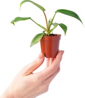 PLNTS - Baby Philodendron Florida Beauty Green - Kamerplant - Stekplantje 2 cm - Hoogte 25 cm