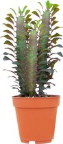 PLNTS - Euphorbia Rubra - Kamerplant - Kweekpot 12 cm - Hoogte 25 cm