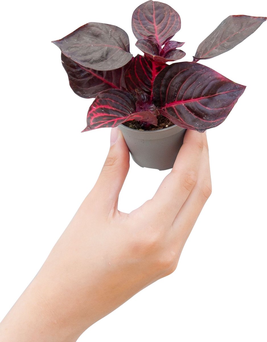 PLNTS - Baby Herbstii Bloodleaf - Kamerplant - Kweekpot 6 cm - Hoogte 10 cm