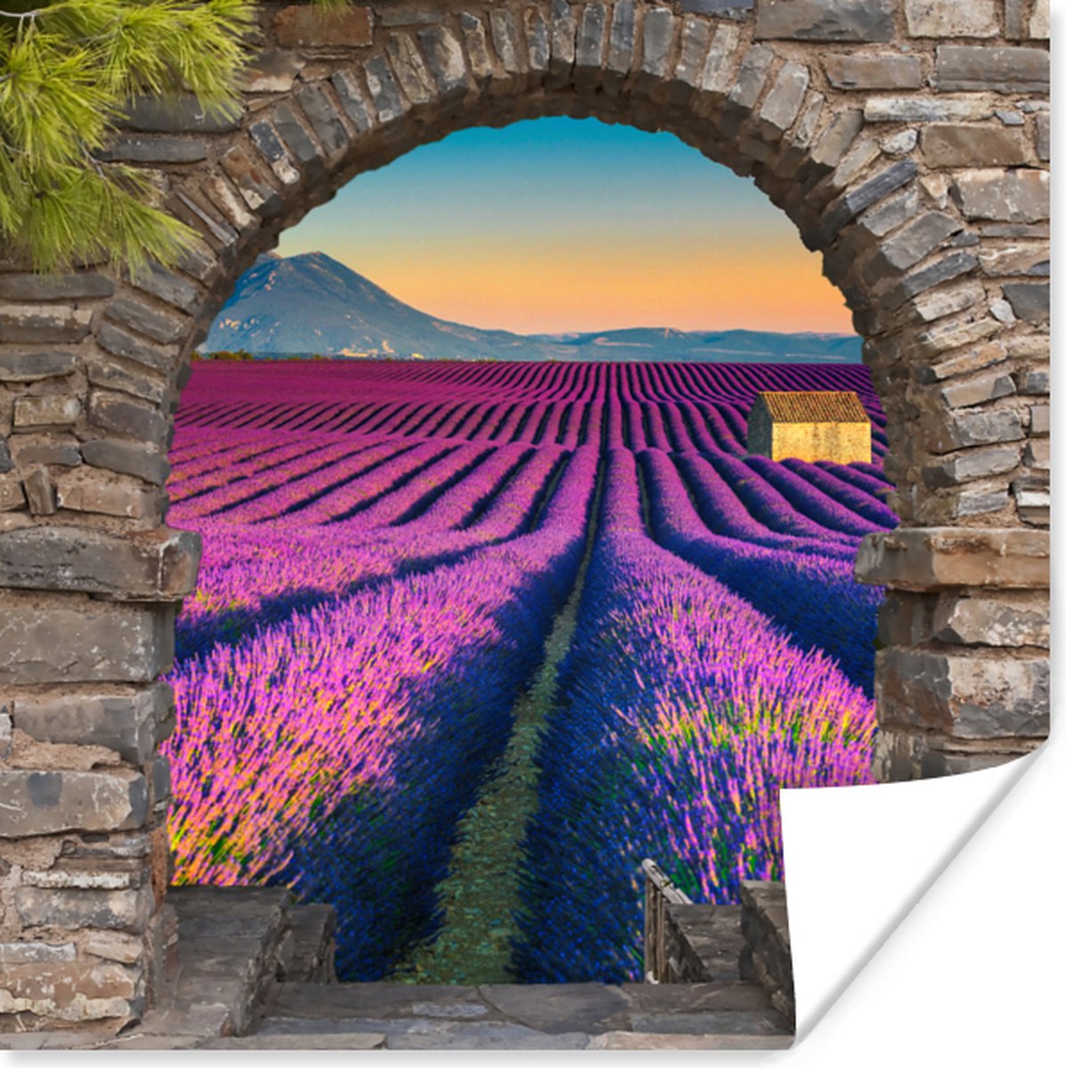 Poster Lavendel - Avond - Doorkijk - Bloemen - 30x30 cm