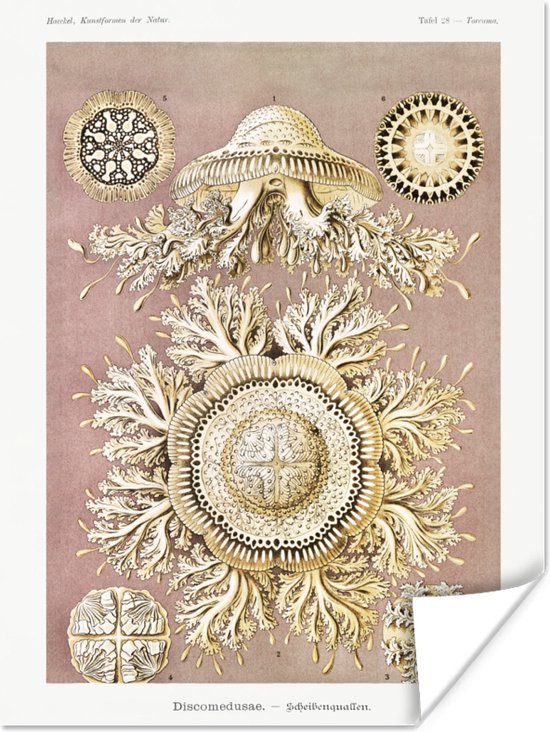 Poster Vintage - Ernst Haeckel - Kwal - Kunst - 90x120 cm