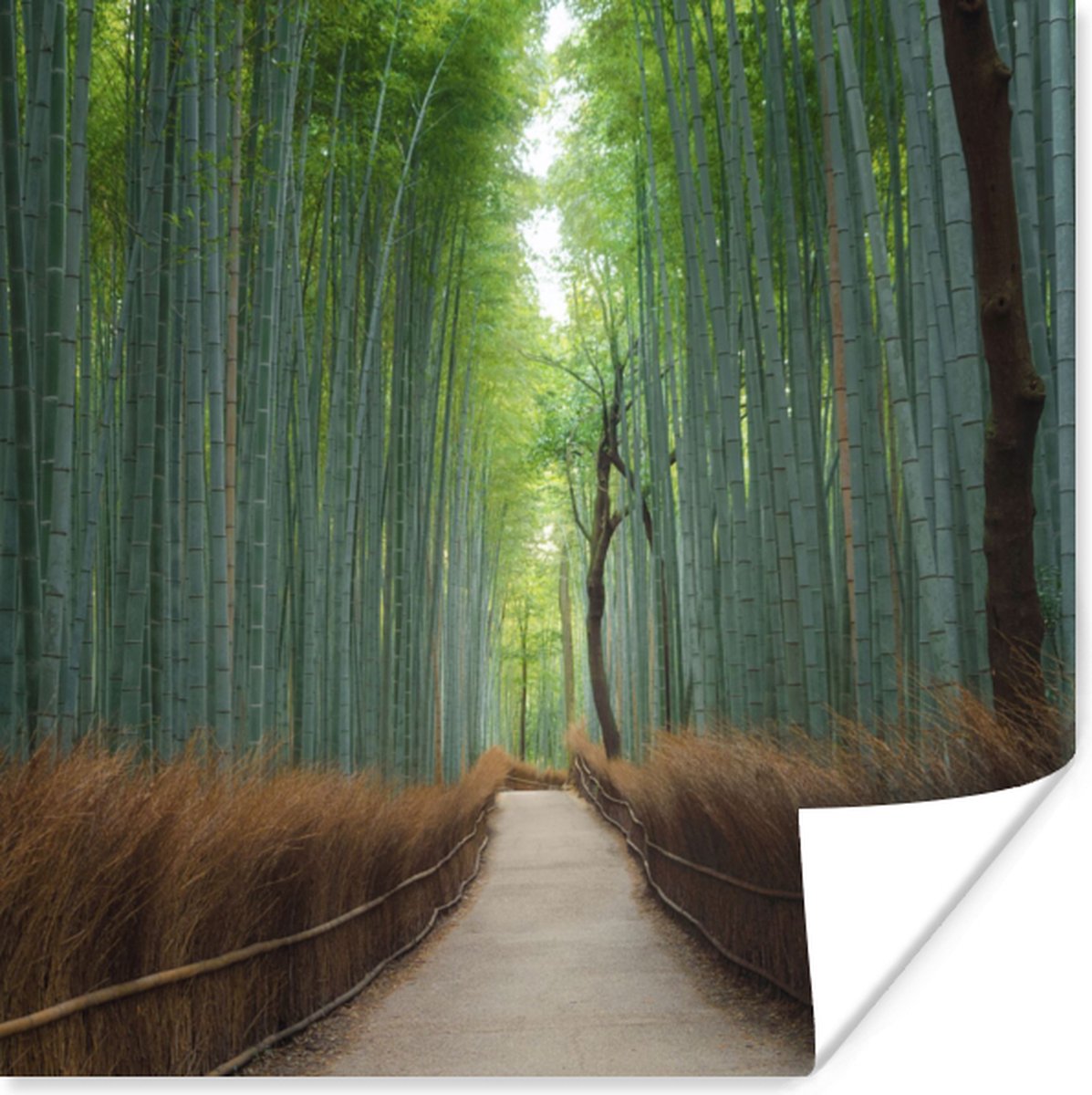 Poster Bamboe - Pad - Bos - 100x100 cm XXL