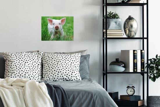 Affiche Cochon - Animaux - Porcelet - 40x30 cm