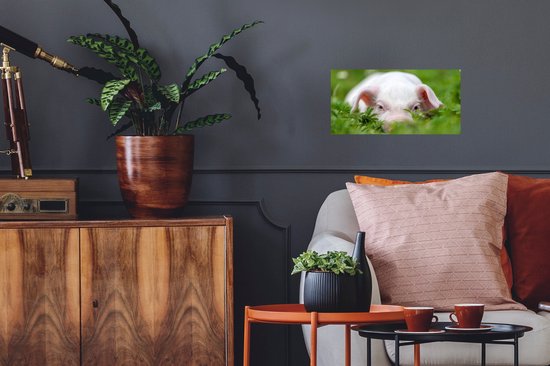 Affiche Cochon - Animaux - Porcelet - 40x20 cm