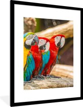 Cadre photo avec affiche - Vogels - Perroquet - Tropical - Nature - 60x80 cm - Cadre pour affiche