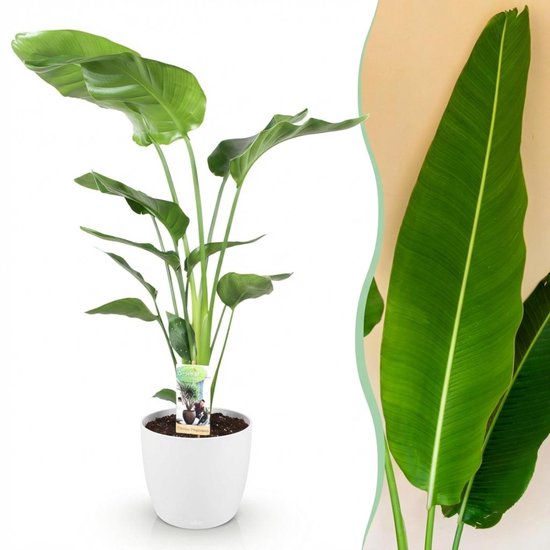 Green BoutiQ - Kamerplanten - Strelitzia Nicolai - Paradijsvogelbloem - Weinig onderhoud - Groen - 1 Plant - met Potter Wit - Pot 21cm - Hoogte 110-120cm