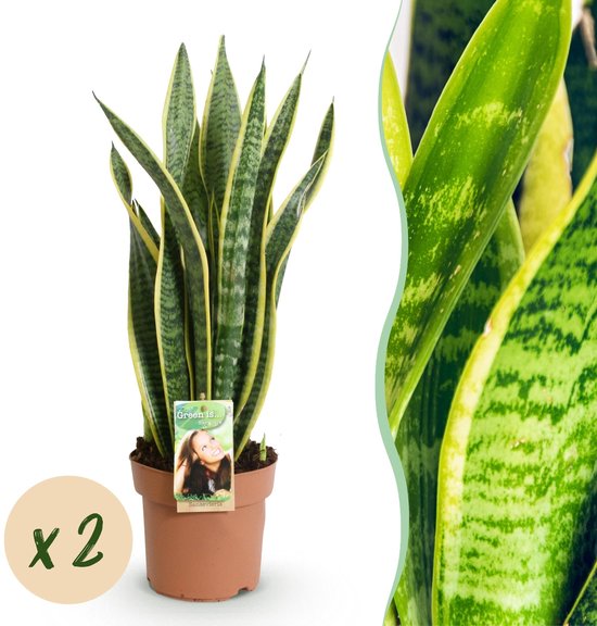 Green BoutiQ - Kamerplanten - Sansevieria Laurentii - Vrouwentong - Weinig onderhoud - Groen - 2 Planten - Pot 17cm - Hoogte 60-70cm