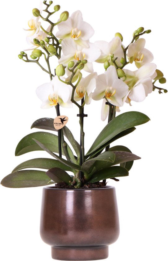 Kolibri Orchids | Scandic Copper pot Ø9cm met witte Lausanne orchidee – vers van de kweker