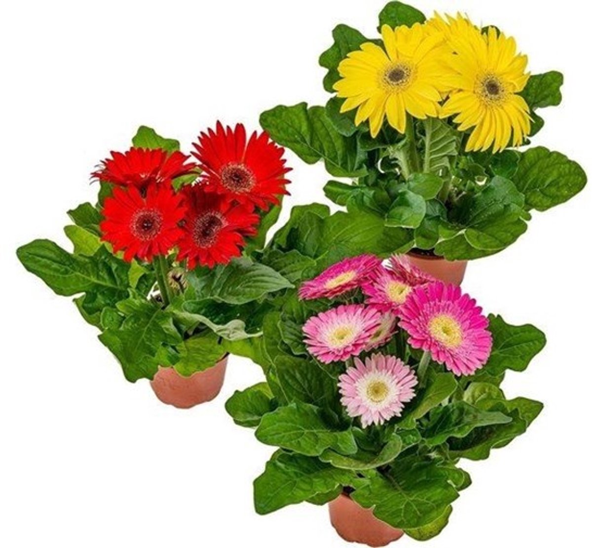 JUNAVERA Gerbera (Gerbera jamesonii) | 30 cm hoog | 12 cm pot | per stuk | Gemengde kleuren voor tuin, balkon, terras en binnen