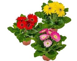 Gerbera (Gerbera jamesonii) | 30 cm hoog | 12 cm pot | per stuk | Gemengde kleuren voor tuin, balkon, terras en binnen