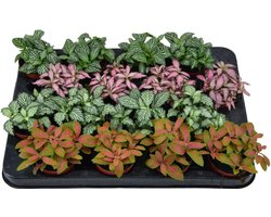 JUNAVERA Fittonia mix terrariumplant | per stuk | 8 cm pot | 10 cm hoog bij levering