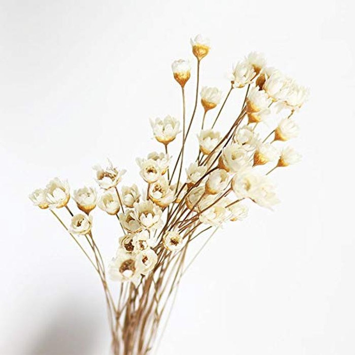 150 stengels mini madeliefje en kamille boeket - gedroogde bloemen voor bruiloft en woondecoratie