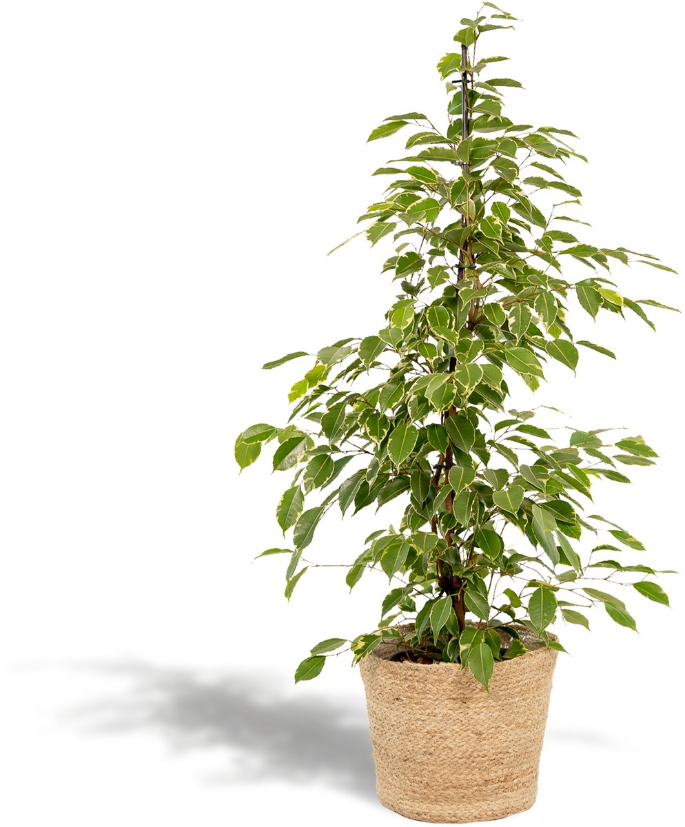 Ficus benjamina Goldenking - ↨95cm - Ø21cm + Mand Selin