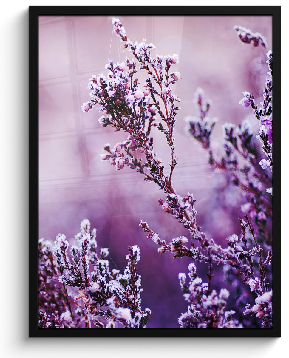 FrameYourWall Poster in lijst - Fotolijst 50x70 cm - Posters - Lavendel - Winter - Bloemen - Paars - Posterlijst zwart - Decoratie - Wanddecoratie woonkamer - Muurdecoratie slaapkamer