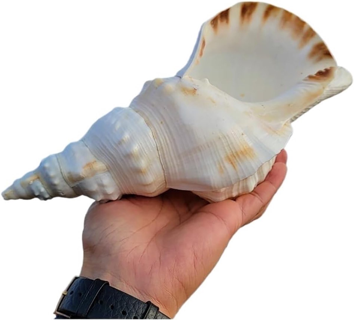 Grote Zeeschelpen - Natuurlijke Schelpen - Decoratie Huis - Unieke Natuurvormen - 17-25cm - Natuurkleur