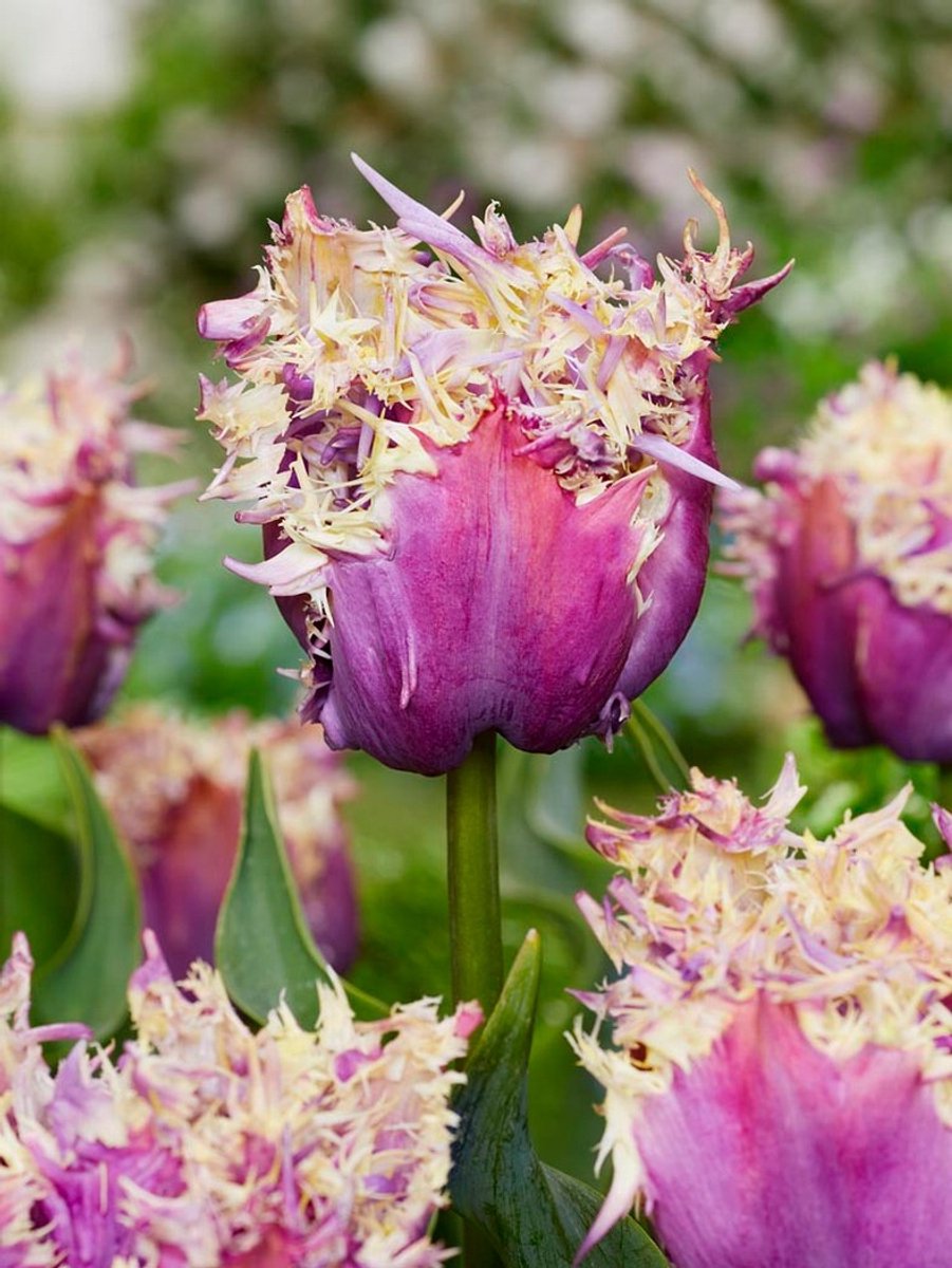 10x Tulpen 'Crunchy cummins' - BULBi® Bloembollen met bloeigarantie