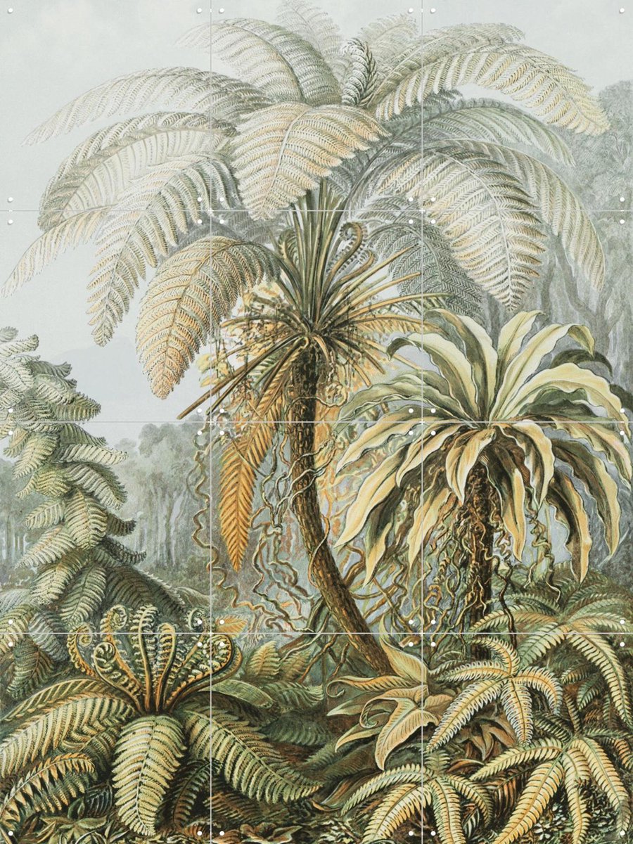 IXXI Ferns color, Ernst Haeckel & Victoria and Albert Museum - 60 x 80 cm - Gratis ophangtool - Grote wanddecoratie en posters - Naturalisme
