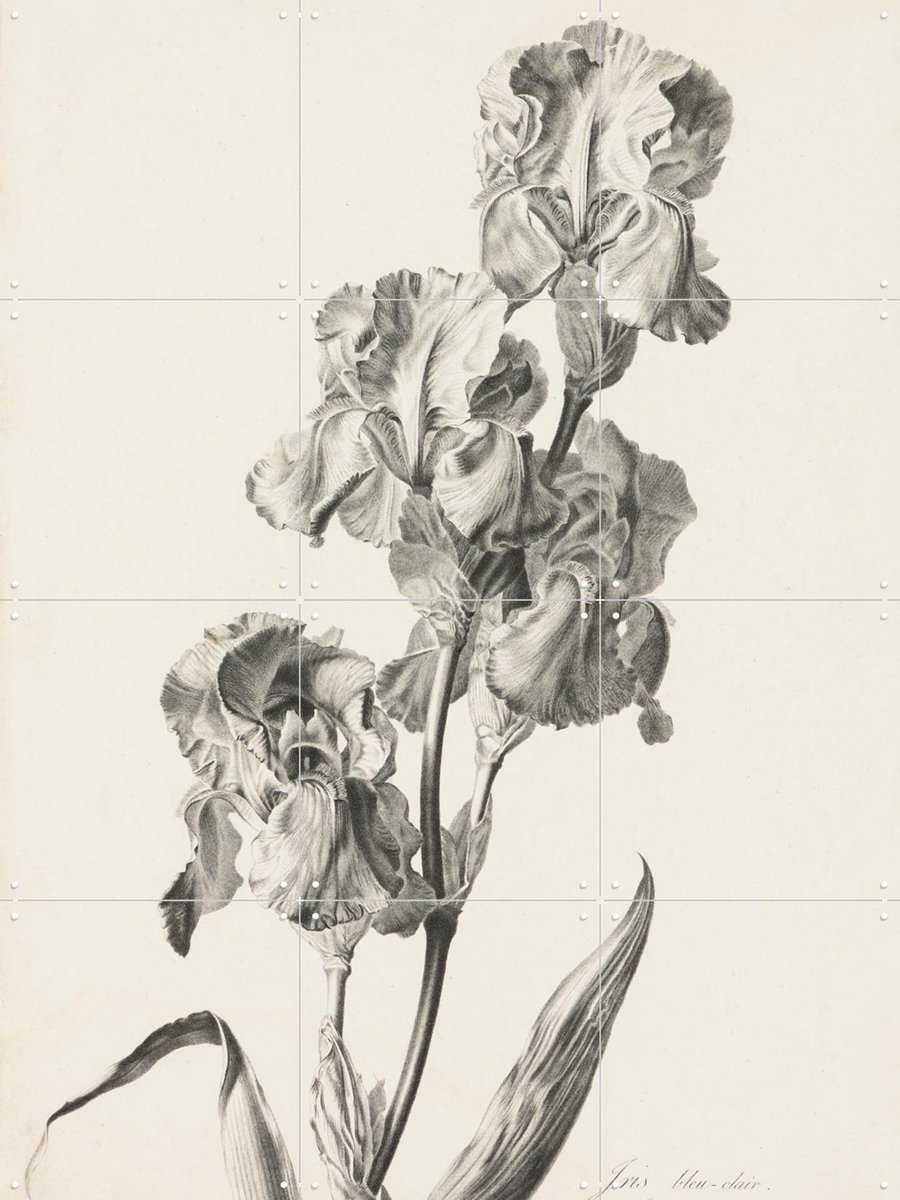 IXXI Bleke lis, Gerard van Spaendonck & Het Noordbrabants Museum - 60 x 80 cm - Gratis ophangtool - Grote wanddecoratie en posters - Klassiek