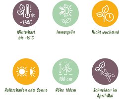 Haagplanten - Euonymus japonica Green Spire - blad groen - 8 planten - 1 strekkende meter - groenblijvend - pot 9cm hoogte 20-25cm