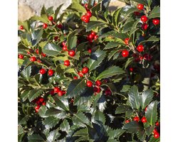 Green boutiQ - Haagplanten - Ilex Blue maid- blad groen - 8 planten - 1 strekkende meter - groenblijvend - pot 9cm hoogte 25-30cm