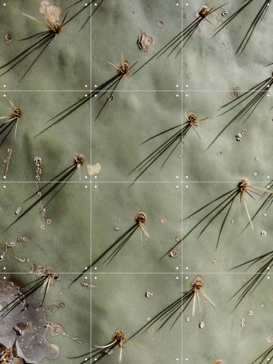 IXXI Cactus Zoom, Chris Abatzis - 60 x 80 cm - Gratis ophangtool - Grote wanddecoratie en posters - Naturalisme, Fotografie, Woonkamer, Mancave
