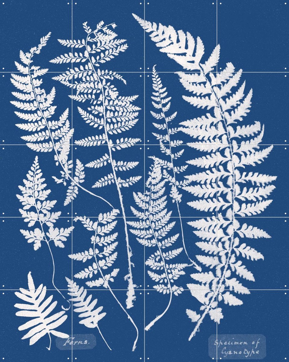 IXXI Specimen of Cyanotype - Ferns, Aster Edition - 80 x 100 cm - Gratis ophangtool - Grote wanddecoratie en posters - Houtsnede, Kleurrijk, Vintage