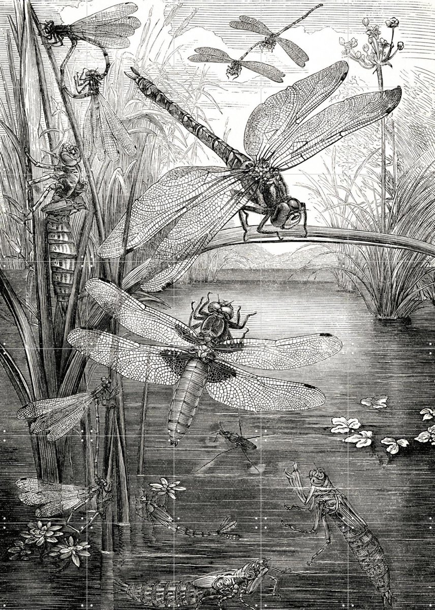 IXXI Dragonflies, Naturalis - 100 x 140 cm - Gratis ophangtool - Grote wanddecoratie en posters - Houtsnede, Illustraties, Vintage, Naturalisme