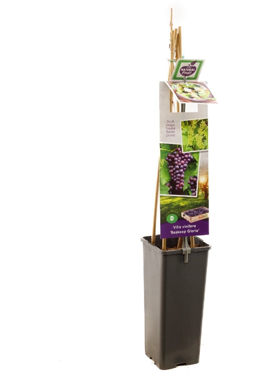 JUNAVERA Vitis vinifera Boskoop Glory | blauwe druif voor pergola, schutting of muur | 11 cm pot | 60 cm