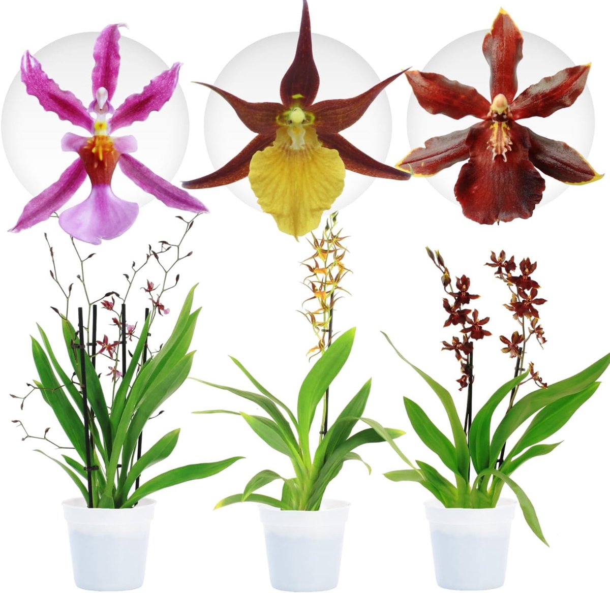 Orchidee plant - Cambria Pastel mix - Kamerplant voor binnen - 3 stuks - Meerkleurig - Binnenplant