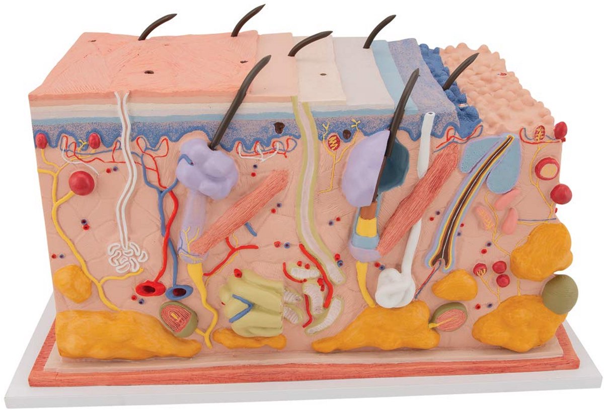 Huid Laag Model 70x Vergroot met Interactieve 3D Anatomie Software
