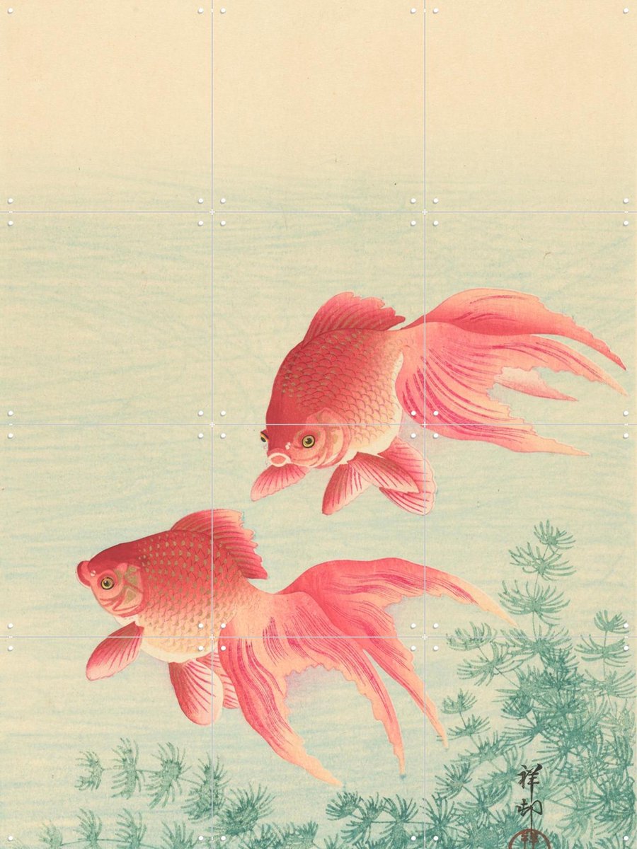 IXXI Twee goudvissen, Ohara Koson & Rijksmuseum - 60 x 80 cm - Gratis ophangtool - Grote wanddecoratie en posters - Houtsnede, Kleurrijk, Ukiyo-e