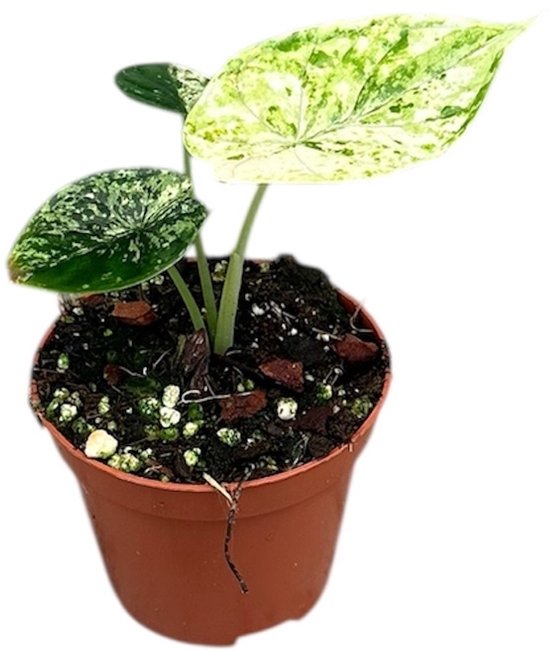 Alocasia Dragon Scale kopen