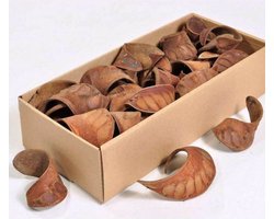 AquaCurl 8-10 cm | natuurlijke schuilplaats met tannines voor aquarium