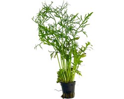 Moerings Ceratopteris Thalictroides | Smalbladige Eikenbladvaren |in 5 cm pot