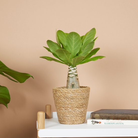 Brighamia insignis Hawaii palm in rieten pot op een witte tafel, naast boeken.