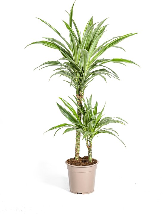 Le Dragonnier, Feuille aux Rebords Jaunes ou Vert Clair Aspect Tropical,  Plante... | bol