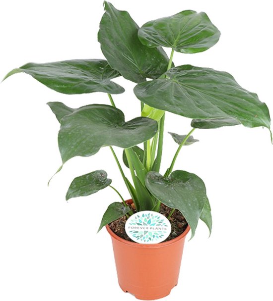 Buddha's Hand, Olifantenoor, Exotische Groene Plant, Alocasia Cucullata - Ø21cm - 80cm